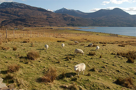 Pâturage à Torridon Pâturage à Torridon