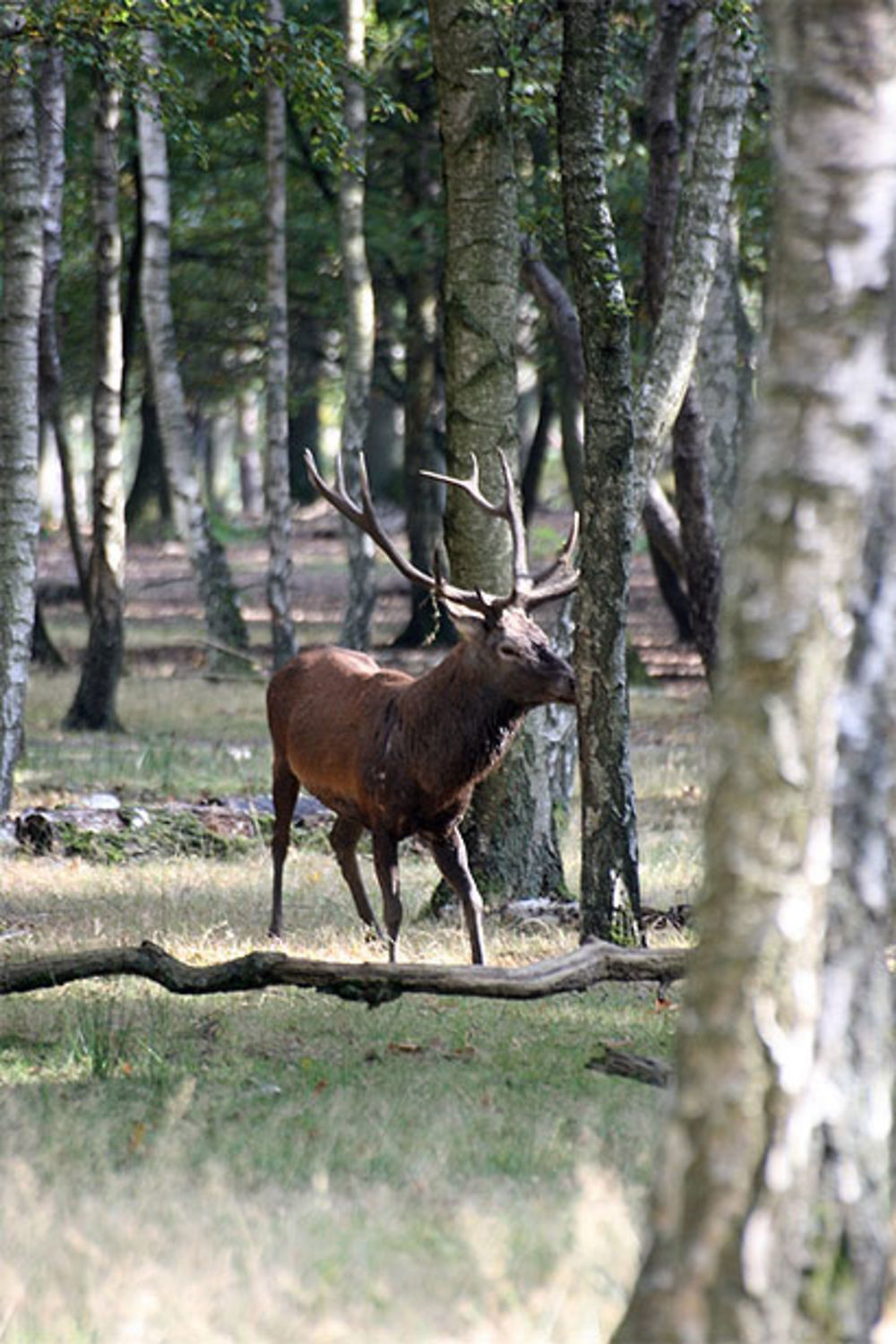 Cerf qui frotte ses bois