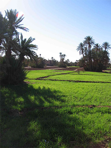 Palmeraie de M'Hamid Palmeraie de M'Hamid