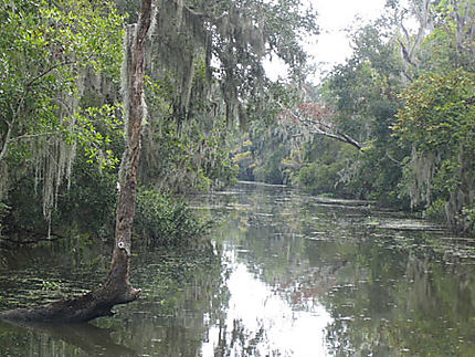 The deep Bayou au sud de la Nouvelle Orléans