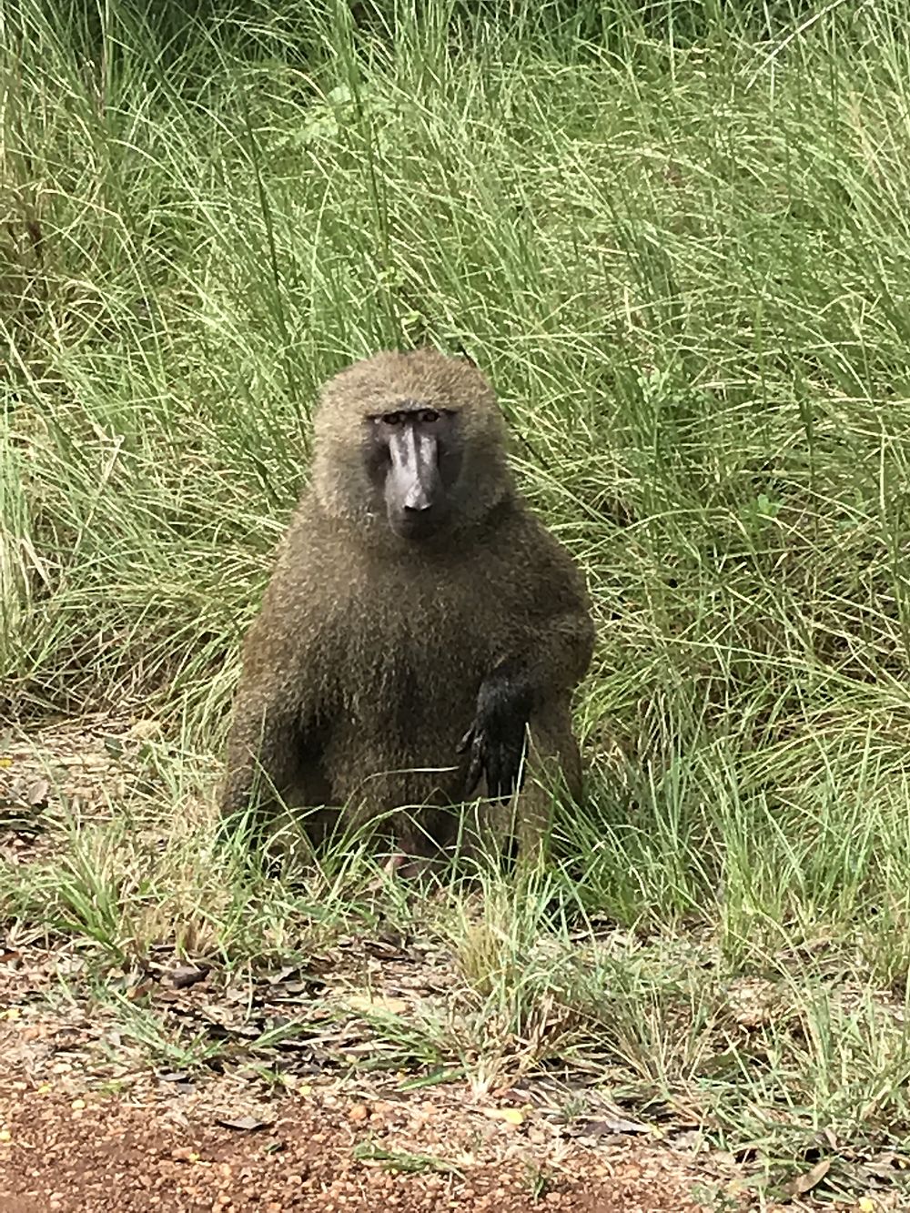 Babouin à shai hills reserve