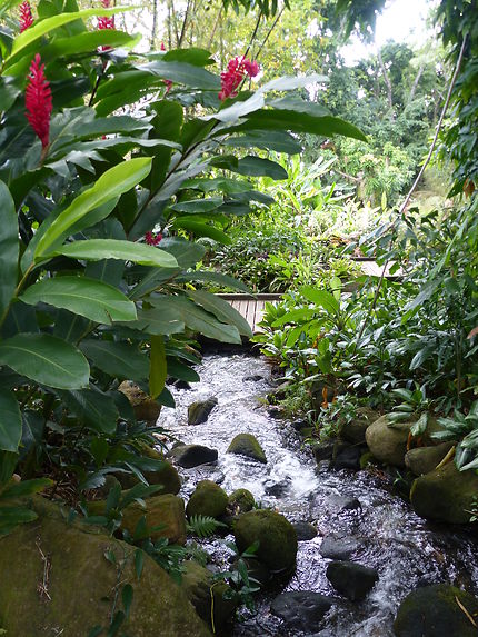 Végétation et cours d'eau, jardin de Deshaies