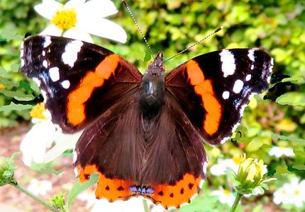 Papillon Vulcain noir avec une tache rouge