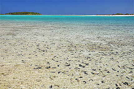 Les concombres des mers d'Aitutaki
