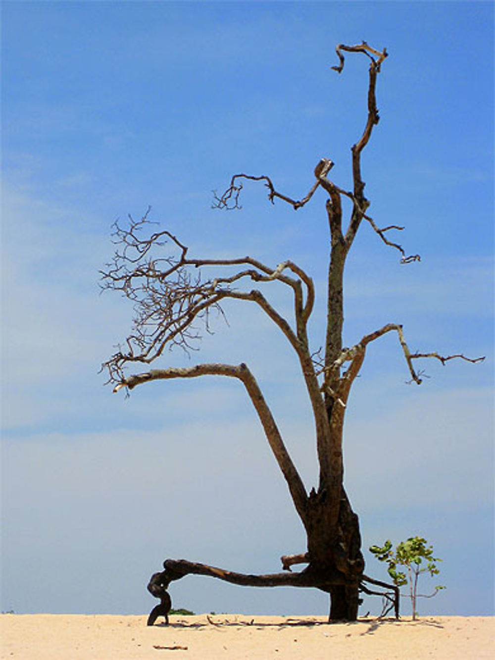 Arbre mort de Santarem