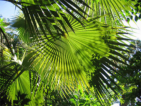 Jardin de Majorelle Jardin de Majorelle