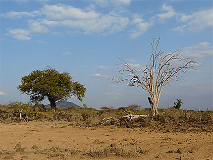 Paysage de Tsavo Ouest