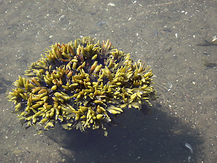 Algues de la Mer à Métis-sur-Mer