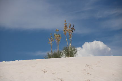 White Sands au Nouveau-Mexique