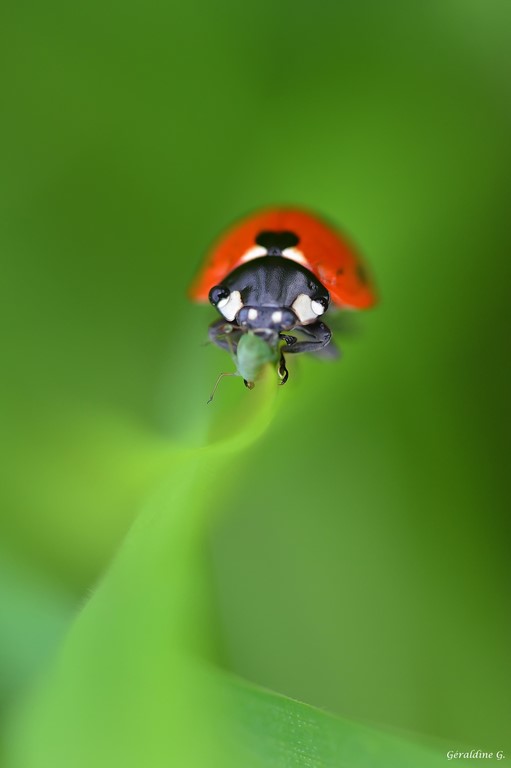 Coccinelle Coccinelle