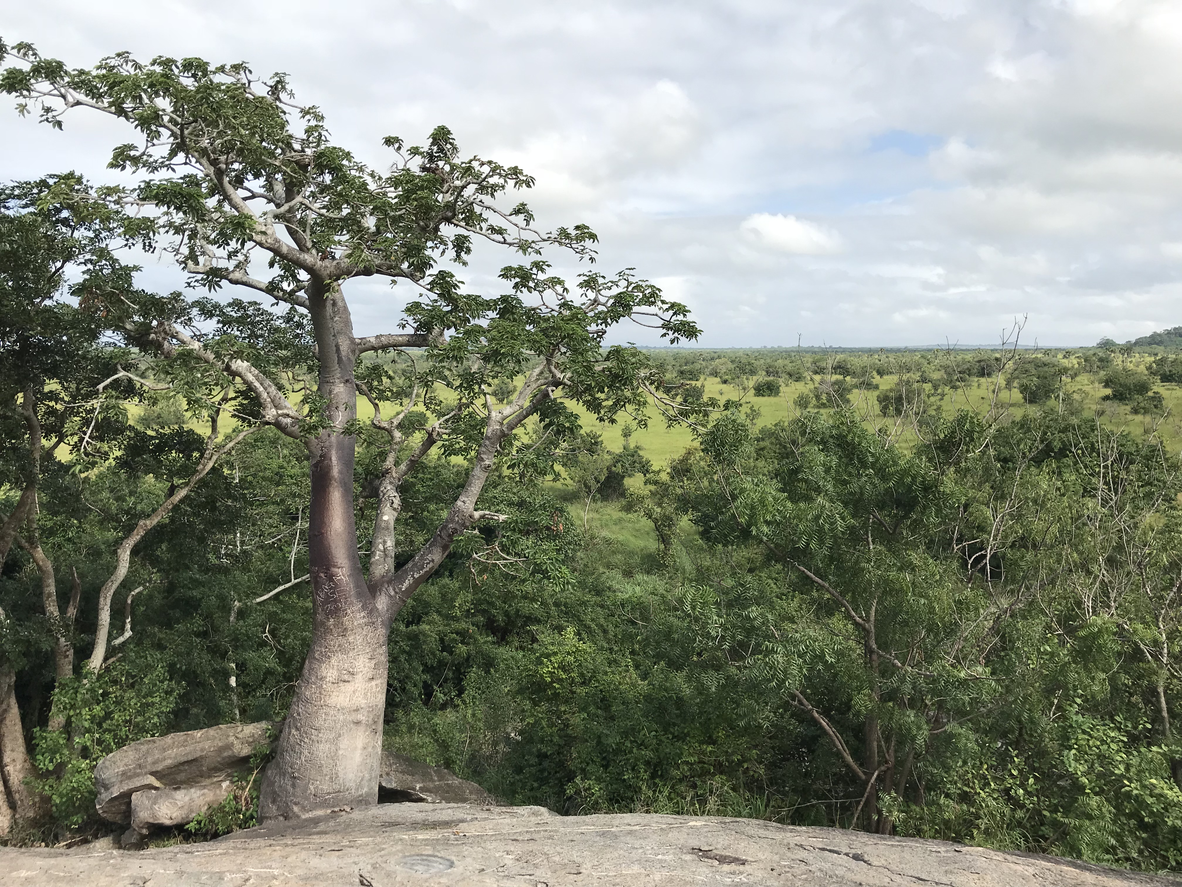 Baobab sur une des collines de Shai Hills Reserve Baobab sur une des collines de Shai Hills Reserve