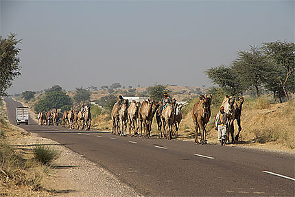 En route pour la foire aux chameaux