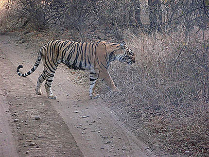 Tigre à Ranthambore
