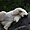 Ours blanc au zoo de saint-Félicien