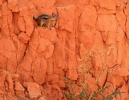 Un chipmunk sur la roche
