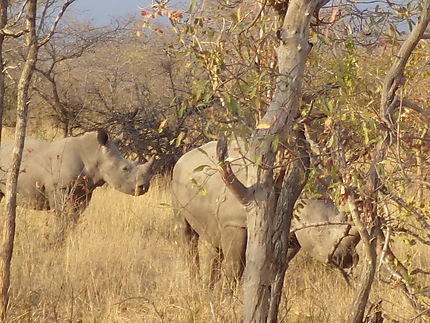 Rhinocéros au Kruger