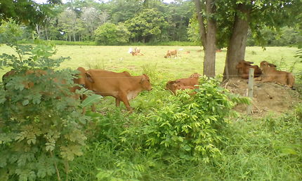 Vaches en Colombie