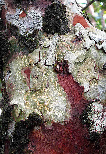 Une écorce d'arbre dans la forêt amazonienne