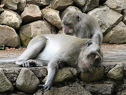 Deux macaques à longue queue en plein toilettage