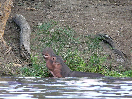 Hippo Hippo