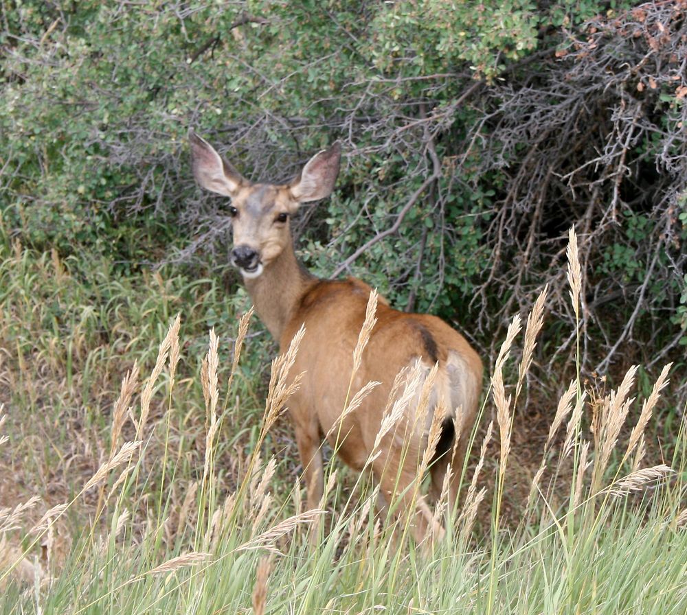 Une femelle cerf-mulet