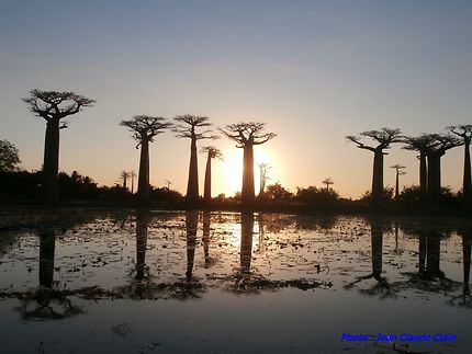 L'allée des baobabs le soir