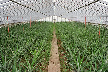 Culture d'ananas, Faja de Baixo Culture d'ananas, Faja de Baixo