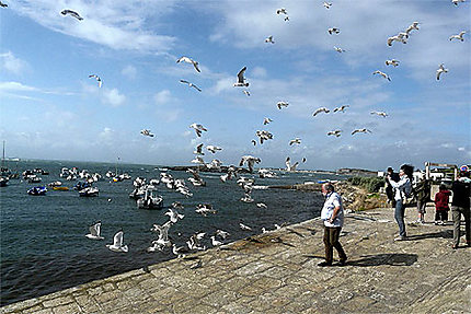 Les mouettes