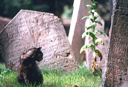 Le chat du cimetière juif de Prague