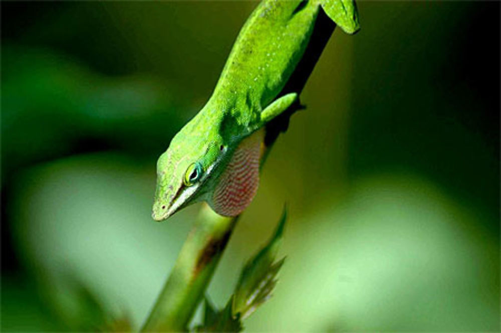 Lézard du bayou