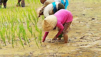 Repiquage du riz