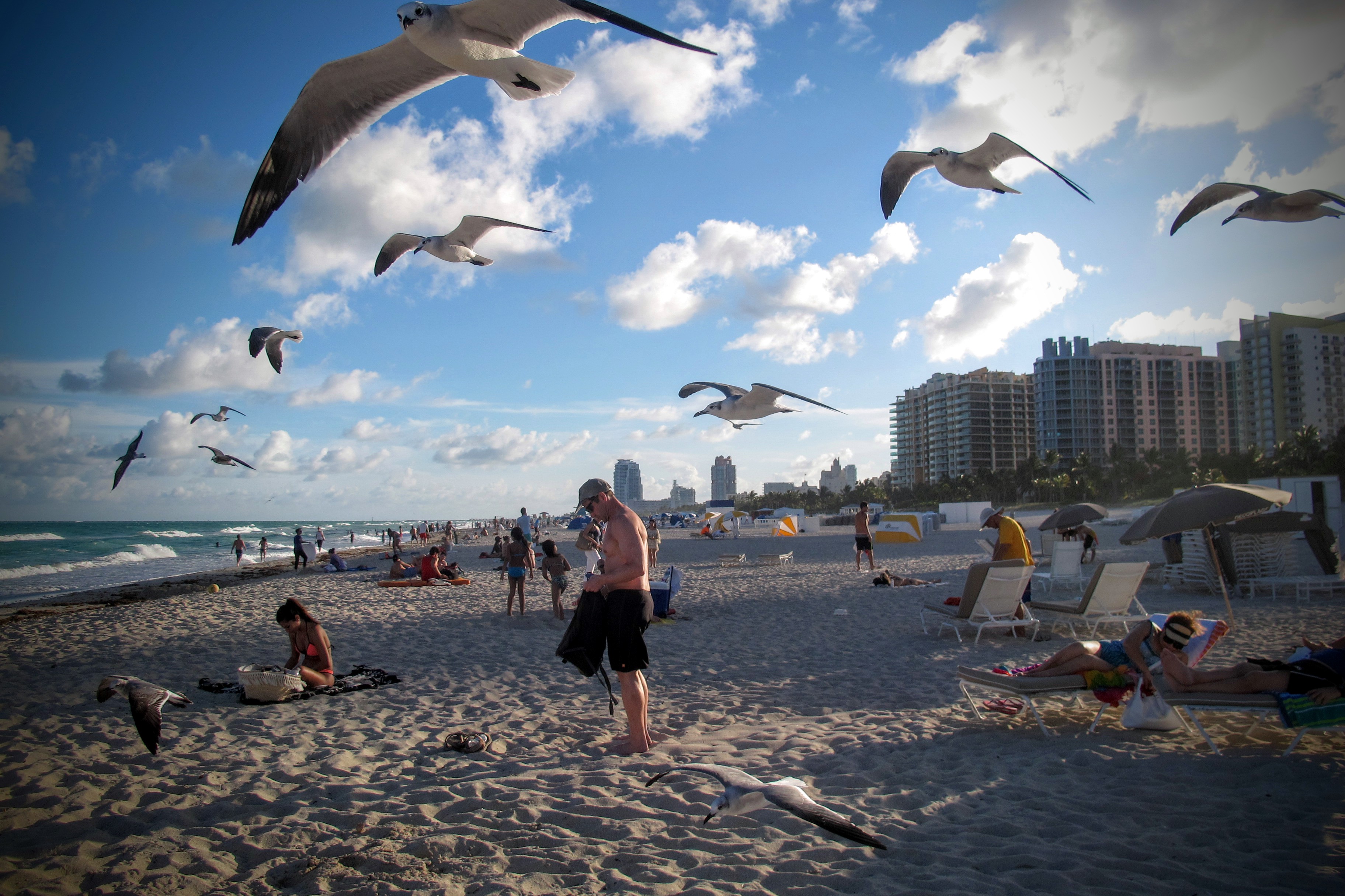 Les oiseaux Les oiseaux