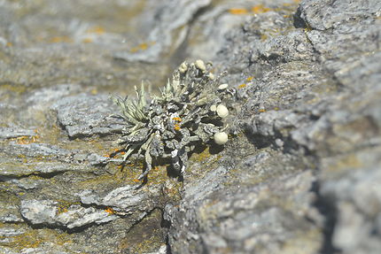 Lichens sur les rochers côtiers de Belle-Île 