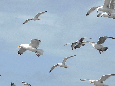 Vol de mouettes Vol de mouettes