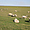 Les moutons de l'île de Mando
