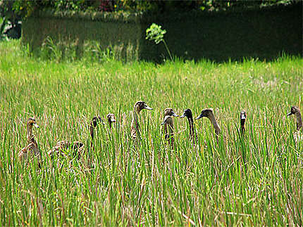 Bande de canards dans les rizières (Ubud)
