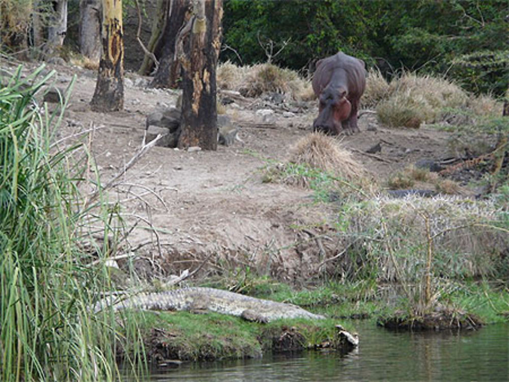 Croco et Hippo