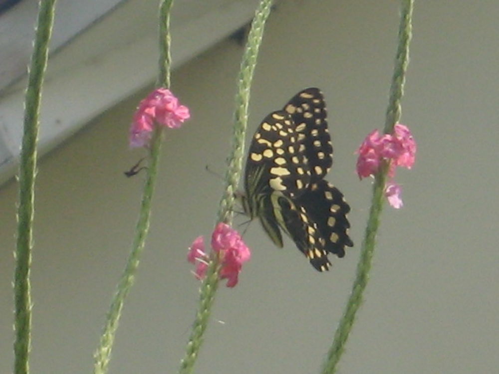 L'effet papillon