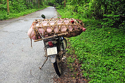 Transport porcin