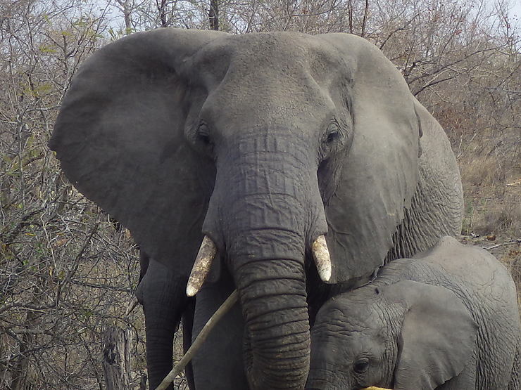 Eléphants au Parc Kruger, Afrique du Sud