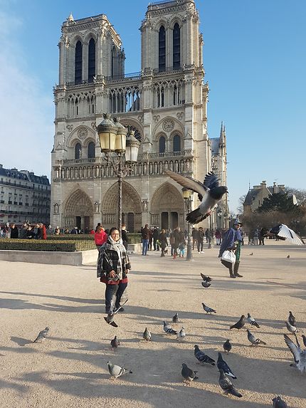 Le pigeon de Notre Dame