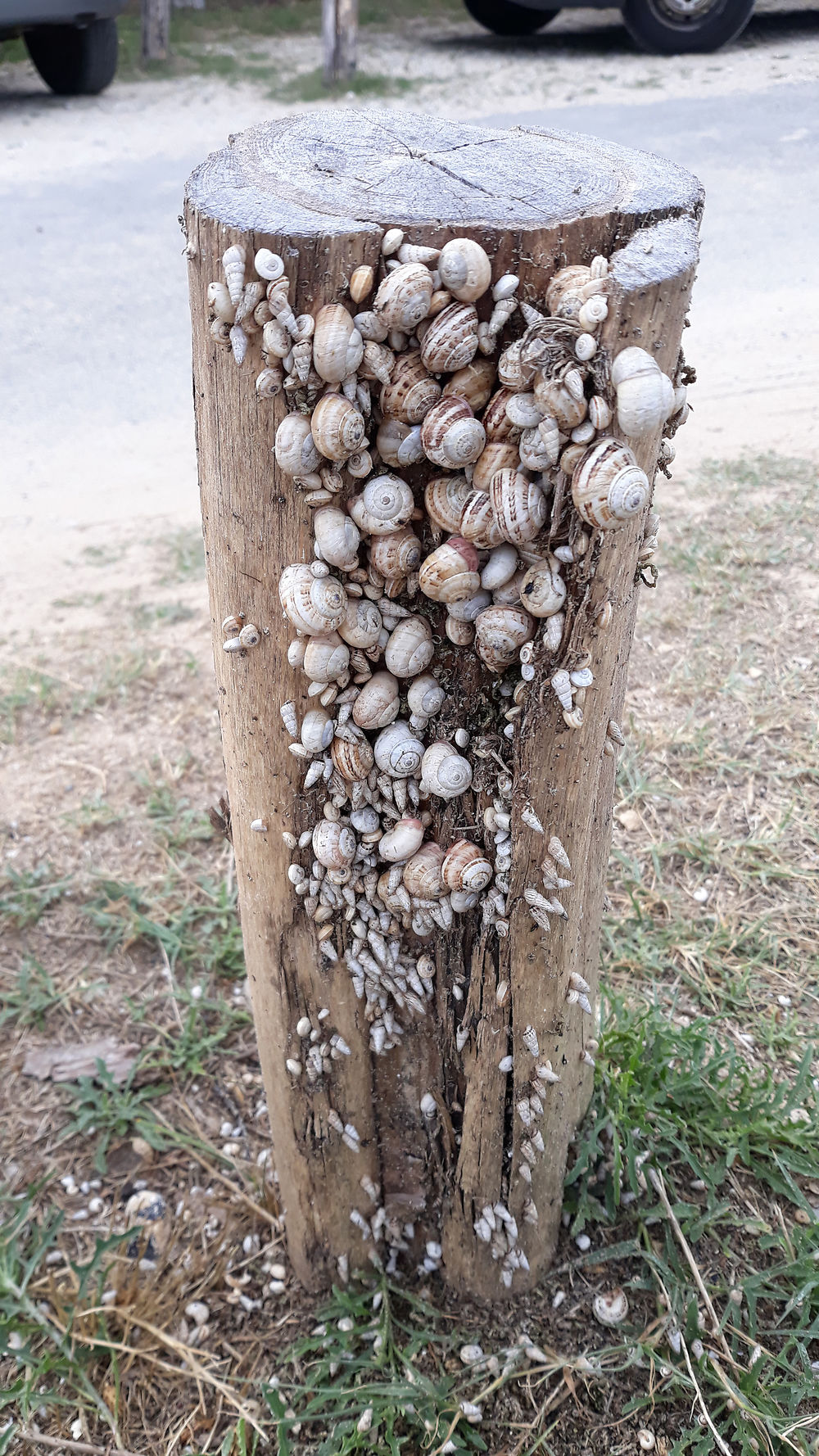 Rassemblement de coquillages et tourelles