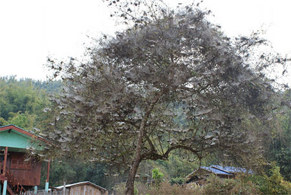 Arbre couvert de toiles d'araignées