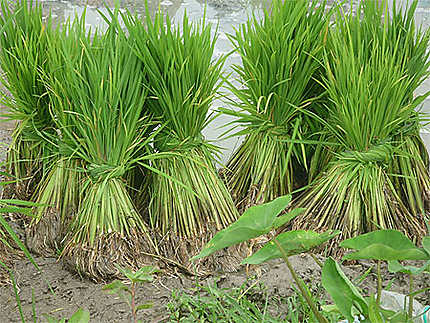 Plante du riz 