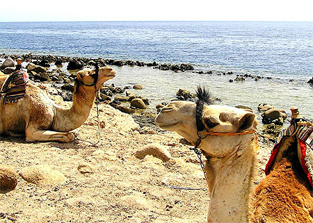 Ras Abu Galum Ras Abu Galum