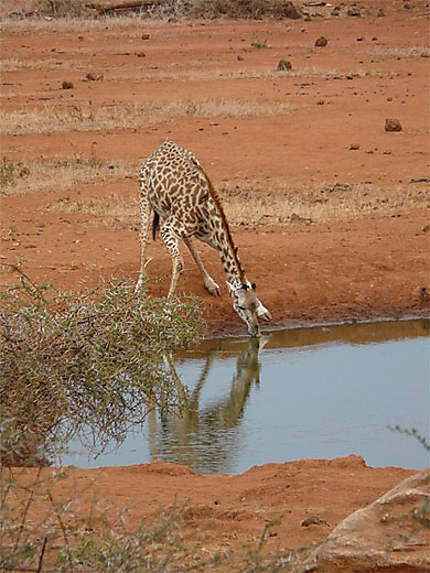 Girafe en train de boire