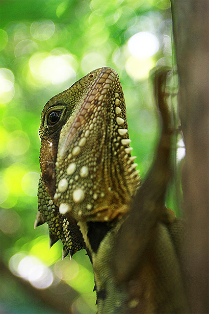 Boyd'S Forest Dragon Boyd'S Forest Dragon