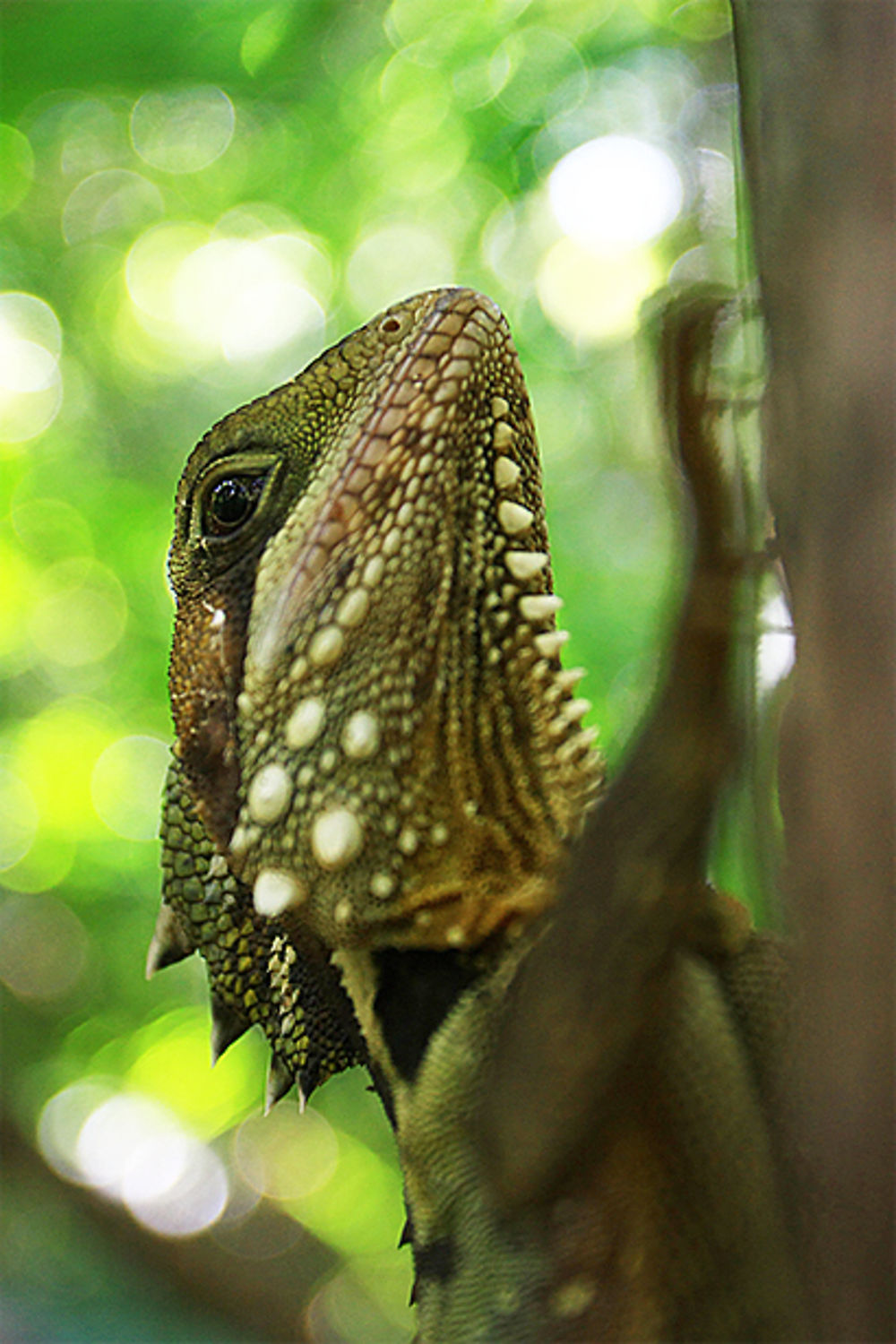 Boyd'S Forest Dragon