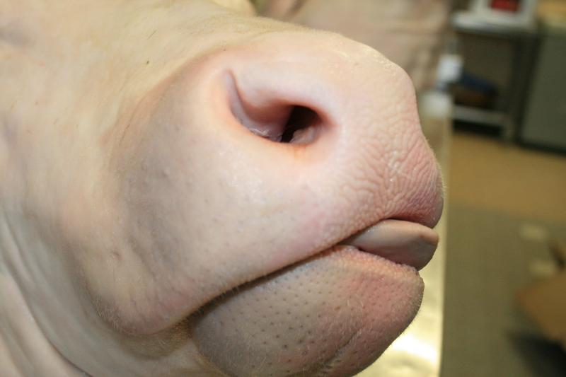 La célébre tête de veau La célébre tête de veau
