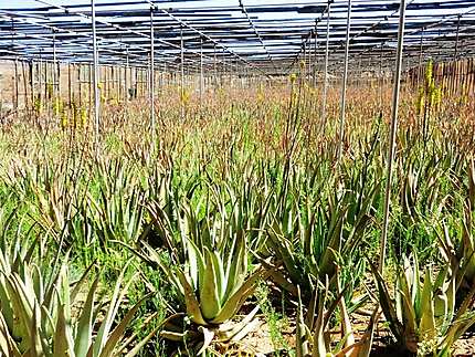Plantation d'Aloe Vera